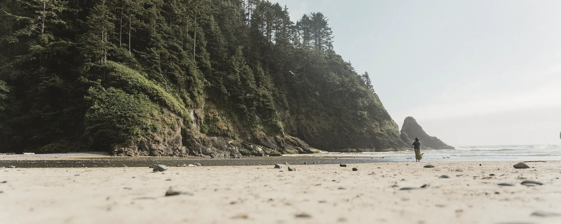 A person standing on a quiet forested beach on the US West Coast.
